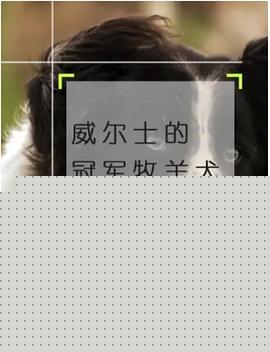 威尔士的冠军牧羊犬