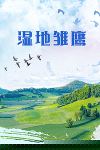 湿地雏鹰